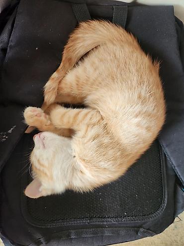 Кошки: Котята. 2 котенка 3 месяца, оба мальчики. послушные игривые и ласковые — 1