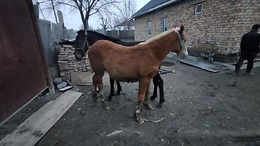 Лошади, кони: Продаю | Жеребенок | Полукровка | Для разведения — 5