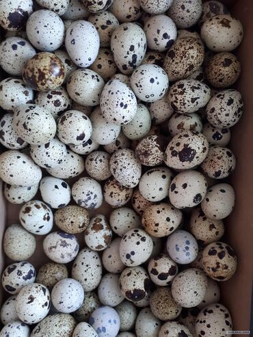 яйца оптом сокулук в Кыргызстан | Сүт азыктары жана жумурткалар: Перепелиные яйца, оптом и розницу