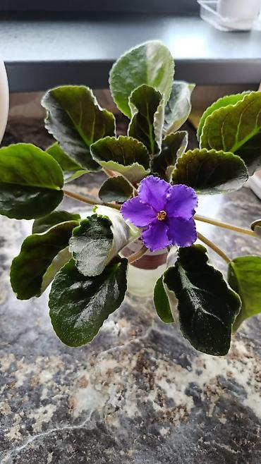 Фиалки и глоксинии: Сортовые фиалки С цветочками по 300с Без цветочков 250с Детки по 150с — 6