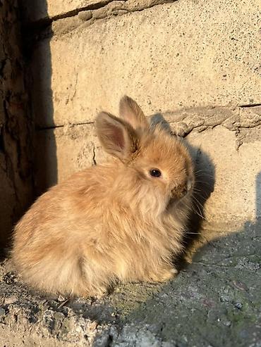 Декоративные кролики: Декоративные кролики (длинношёрстные, тип львиноголовый/карликовый) — 8