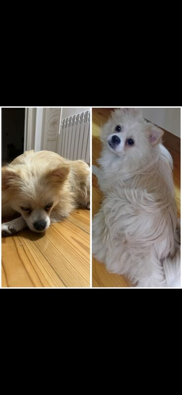 сколько стоит собака бу: Şpitz, 9 ay, Erkek, Peyvəndli, Ünvandan götürmə