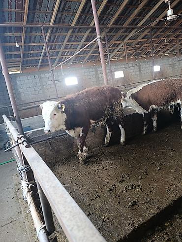 Коровы, быки: Продаю | Бык (самец) | Герефорд | На откорм | Племенные — 25