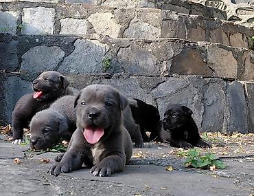 cane corso qiyməti: Kane-Korso, Pulsuz çatdırılma — 1