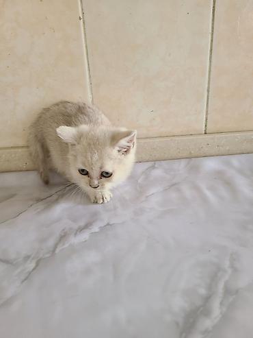 куплю коня: Шотландские котята (скоттиш-фолд) с вислоухими ушками и крупными — 2