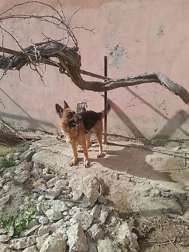 İtlər: Alman çoban iti, 3 il, Dişi, Ünvandan götürmə — 11