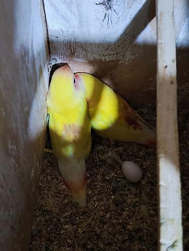 Tutuquşları: Sevgi quşları (lovebird) – bir neçə fərqli rəng mutasiyası ilə — 7