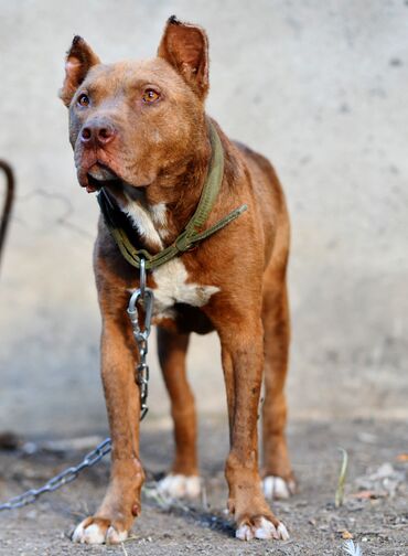 İtlər: Pitbul, 9 ay, Erkek, Peyvəndli, Ünvandan götürmə