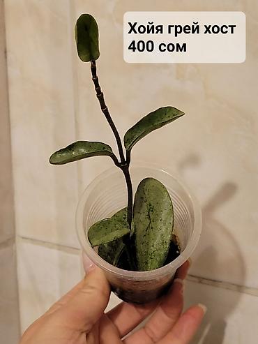 Хойи: Хойи
Цены и названия на фото — 3