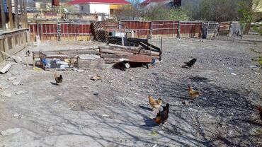 Torpaq sahələrinin satışı: 7 sot, Mülkiyyətçi, Kupça (Çıxarış) — 5