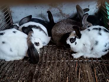 заяц: Продаю | Крольчата | Декоративная | Для разведения — 4