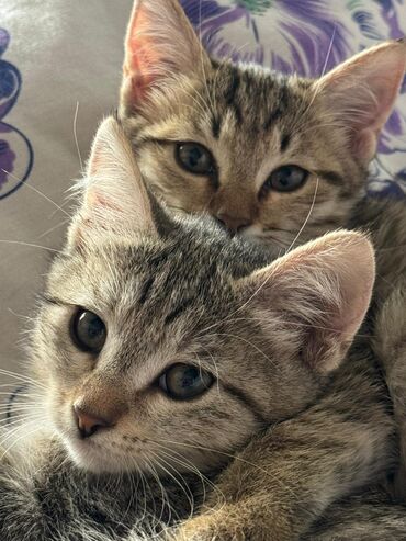 британская короткошерстная кошка купить: Отдам котенка бесплатно, 2 месяца, игручие, приучены к лотку
