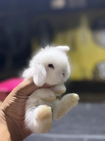 dovşan satılır: Mini Lop (asqılıqulaq) balaları - Cins: Mini Lop (asqılı qulaqlar — 1