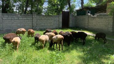 Бараны, овцы: Продаю | Баран (самец) | На забой | Осеменитель