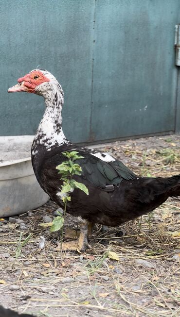 Ördəklər: Muscovy ördəyi (indoutka) – qarışıq qara-ağ lələklər, qırmızı karnizli — 4