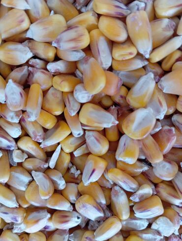 хаггис 2 цена бишкек: Продаю кукурузу 20 тонн