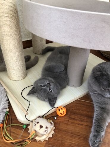 Pişiklər: Şotland, Dişi, Erkək, Ünvandan götürmə — 25