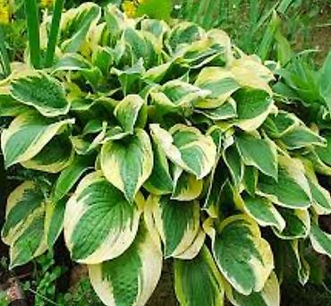 Гортензия: Продаю саженцы: -гортензия Анабель -Хосты великаны -Дицентра бордовая — 5