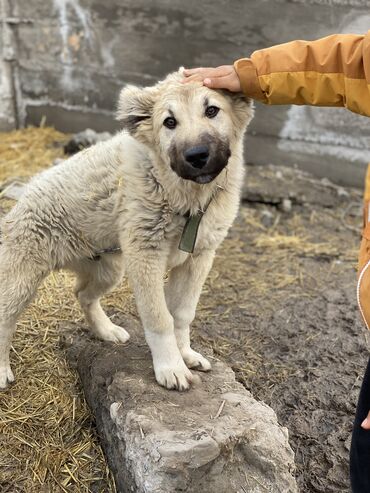 Продажа собак: Алабай, 6 месяцев, Самец, С прививкой