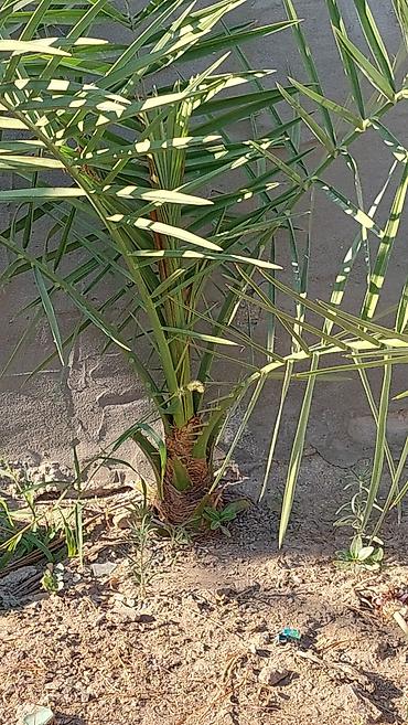 hind qozu agaci: Xurma xurması (Phoenix dactylifera) fidanı - Növ: dekorativ və — 1