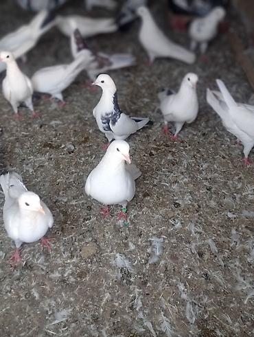 eşşək sudu satışı: Heyvanlar tergizilir uçuşlu seçme heyvanlardı qiymətlər 20m 100 m kimi — 3
