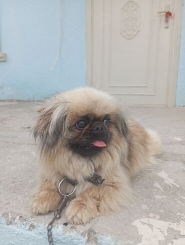 pişik ucun canta: Pekines, 11 ay, Dişi, Ünvandan götürmə