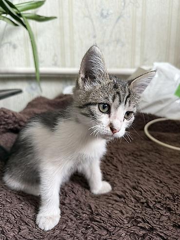 я ищу котенка: Беспородная, 2 месяца, Девочка, Биколор — 3