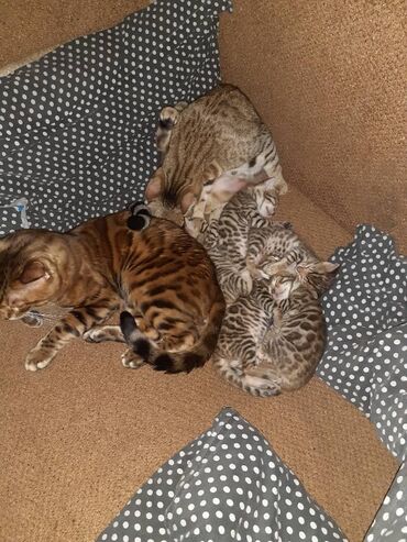 Продажа кошек: Бенгальская, 1 месяц, Мальчик, Черепаховый, Приучена к лотку — 4