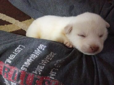 İtlər: Zvonok, 1 ay, Erkek, Ödənişli çatdırılma, Ünvandan götürmə, Pulsuz çatdırılma — 5