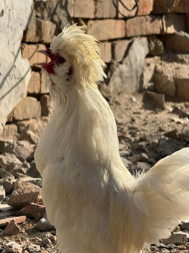 куры домашние купить: Продам пару белых султанок