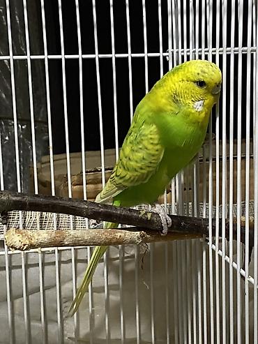 rəngli balıqlar: Cute hazir popuqay diwidi — 1