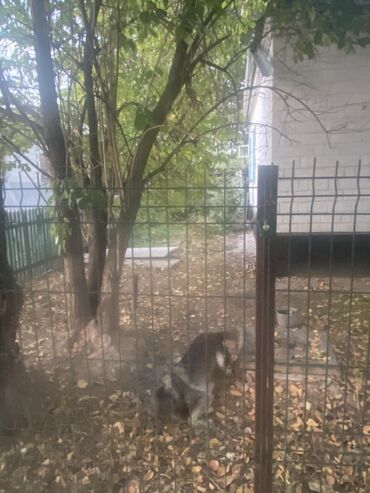 продаю дом жм келечек: Үй, 78 кв. м, 4 бөлмө, Риелтор, Эски ремонт