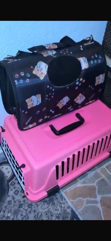 Pişiklər: Şotland yastı qulaq, Erkək, Yaxşı əllərə — 8