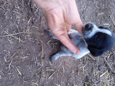 трава для животных: Продаётся щенки немецкой пароды дратхар оба родителя рабочие лохматый