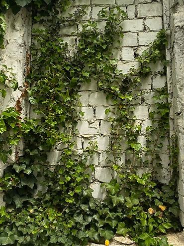 свечи красные: Вечнозелёный плющ (Hedera) для вертикального озеленения - Подходит — 3