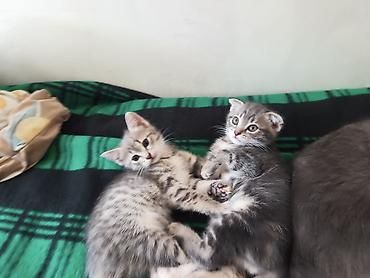 Продажа кошек: 🐾 Пушистое счастье ищет дом! 🏡 потрясающая девочка ушки стоячие — 10