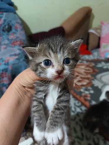 Продажа кошек: Котята вместе с мамами, 2 кошки молодые и 8 котят. - Помёт — 8