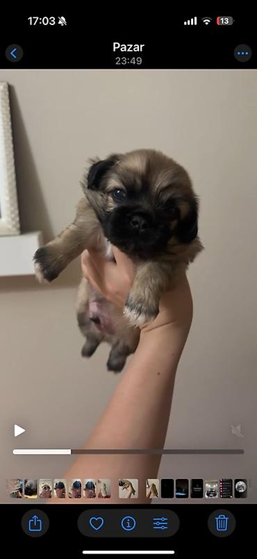 quru it yemi: Pekines, 1 ay, Erkək, Sənədli, Ödənişli çatdırılma — 2