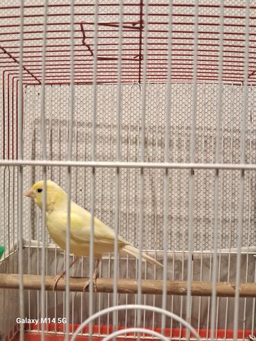 Digər quşlar: Kanareyka quşları və qəfəs Məhsul təsviri: - Şəkillərdə ağ və sarı — 2