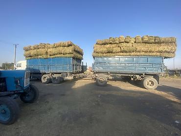 Кастра с сеном