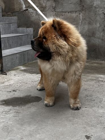 İtlər: Çau-Çau, 7 ay, Erkek, Sənədli, Pulsuz çatdırılma, Ünvandan götürmə — 6