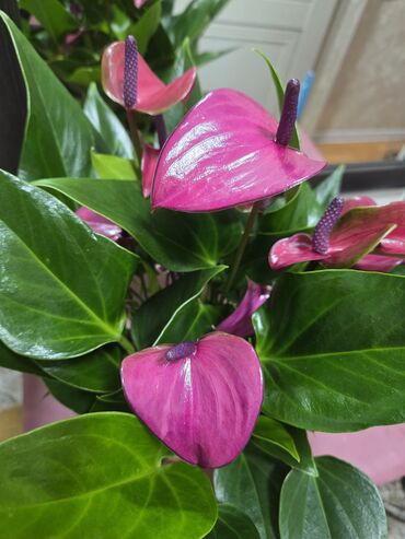 Антуриумы: Антуриум Андре — комнатное цветущее растение с глянцевыми — 2