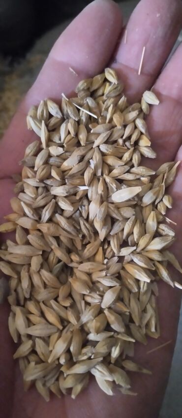 продам кукурузу: Арпа ячмень