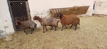 balasına süd verməyən qoyun nə adlanır: Dişi, Qala, il: 2, Damazlıq