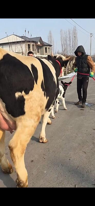 Inəklər, öküzlər: Südlük inək buzovla birlikdə - Cins: Holşteyn tipli, ağ-qara rəngli - — 3