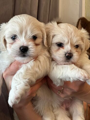 İtlər: Maltipu (Maltese x Pudel) balaları - Cins: Maltipu – hipoallergen — 2