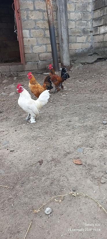 Xoruzlar: Tam sağlam 6 aylıq cır yaponkalar.Unvan Lənkəran Bakıya 20yanvara və — 3
