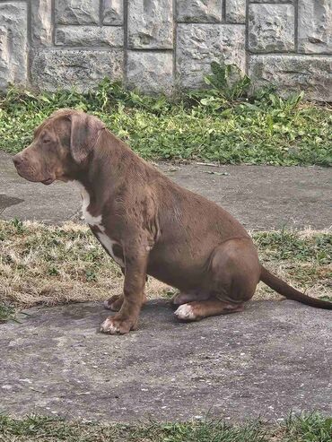 Psi: Vrhunski štenci American Bully XL dostupni za prodaju. Krvna linija na lalafo.rs — 3 Psi: Vrhunski štenci American Bully XL dostupni za prodaju. Krvna linija — 3