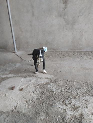 pitbull balaları: Pitbul, 2 ay, Erkək, Peyvəndli, Ünvandan götürmə — 6