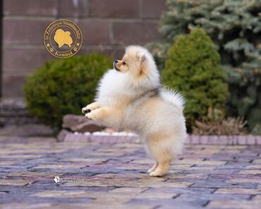 Продажа собак: Шпиц, 3 месяца, Самец, С прививкой, С родословной — 2